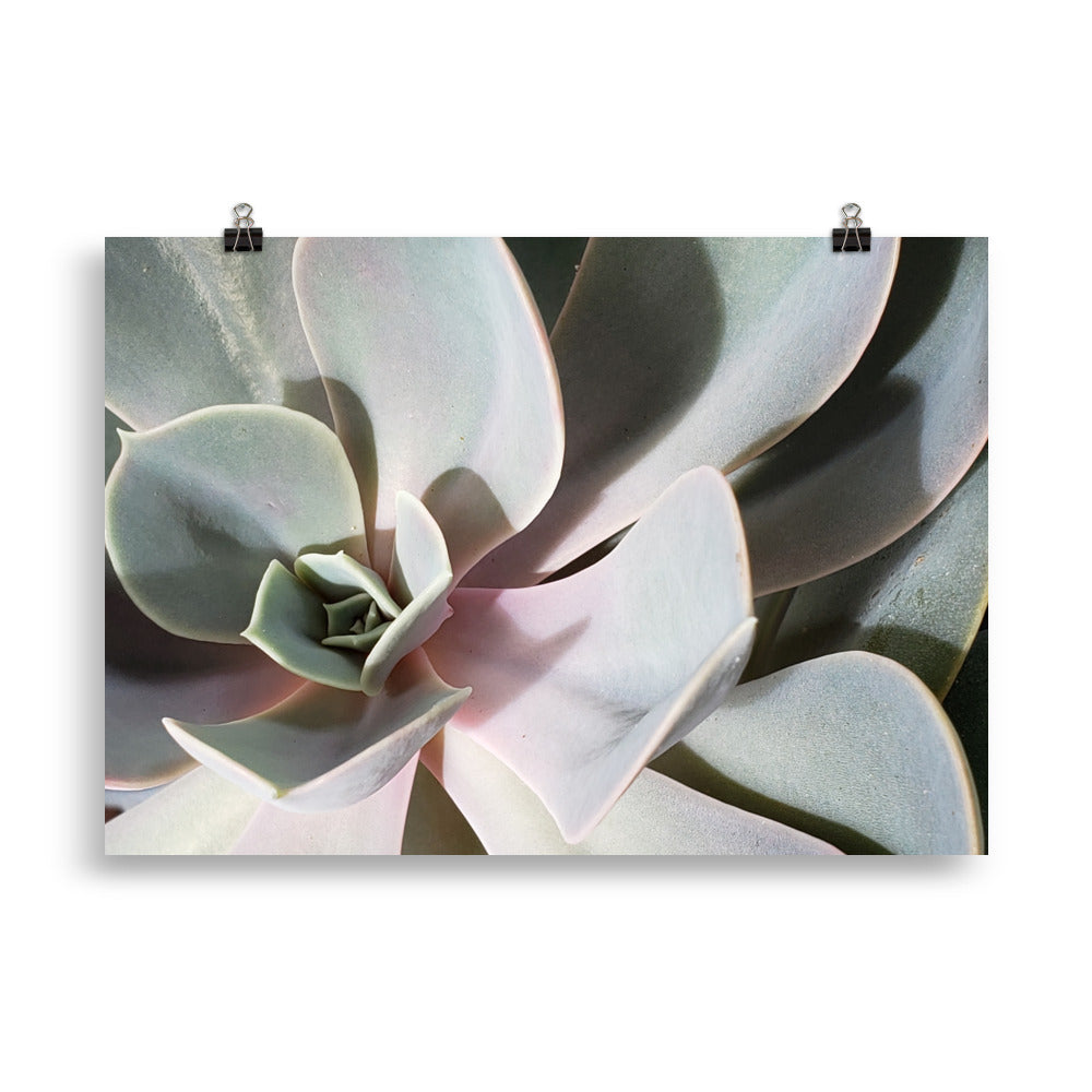 Succulant Poster 1