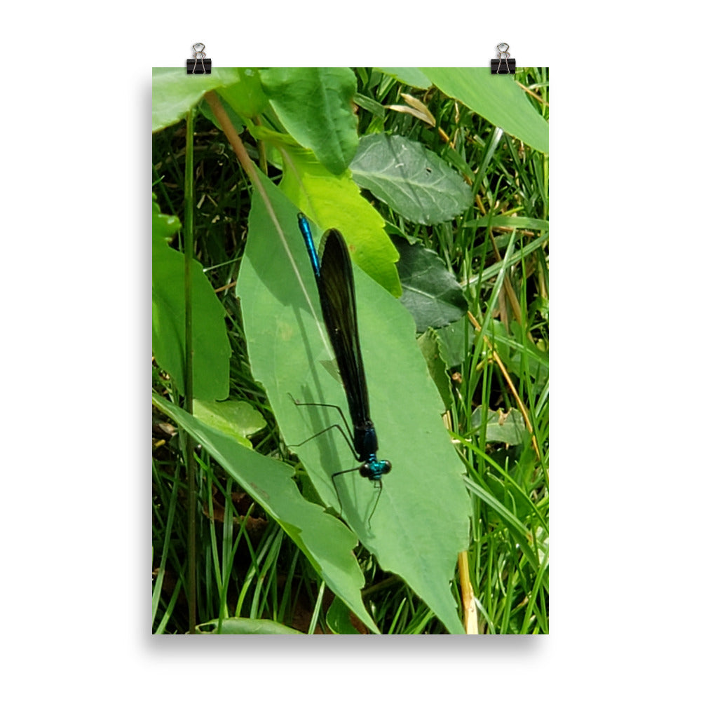 Dragonfly Poster