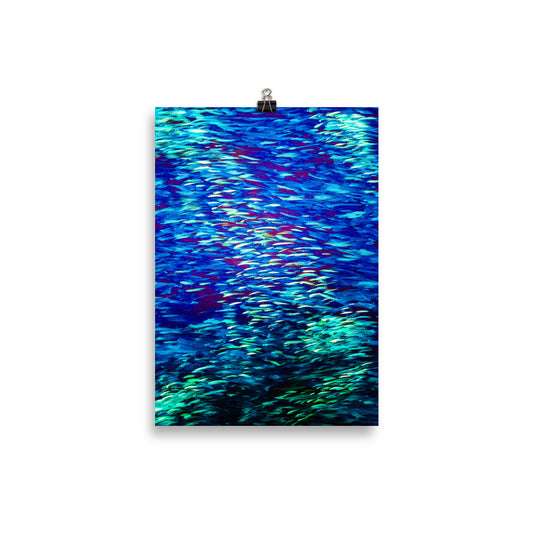 Fish Multicolor blue Poster