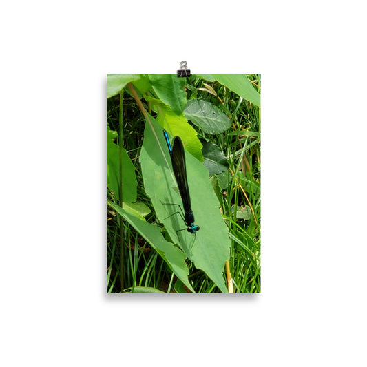 Dragonfly Poster